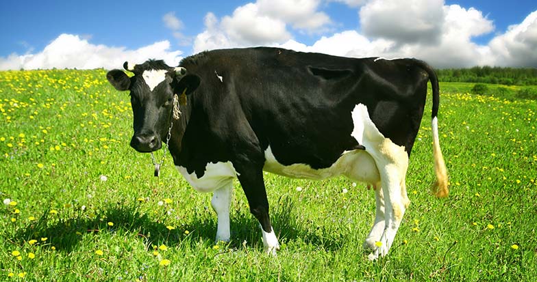 DSM-metano-vacas