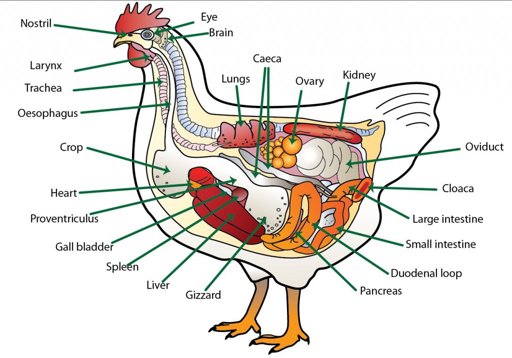 Anatomy-of-the-chicken-with-text
